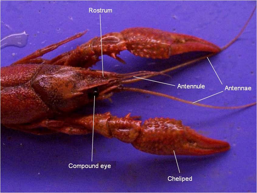 crayfish-dissection